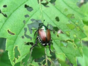 Un coleottero giapponese su una foglia verde.